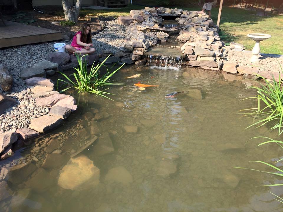 Koi Pond 1