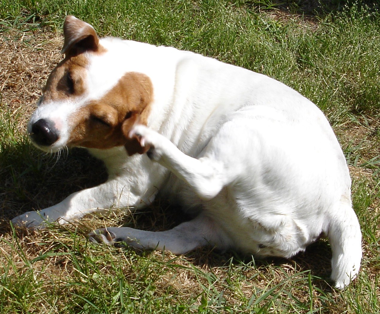 Mandy had an itch...po' thing had to get up...lol