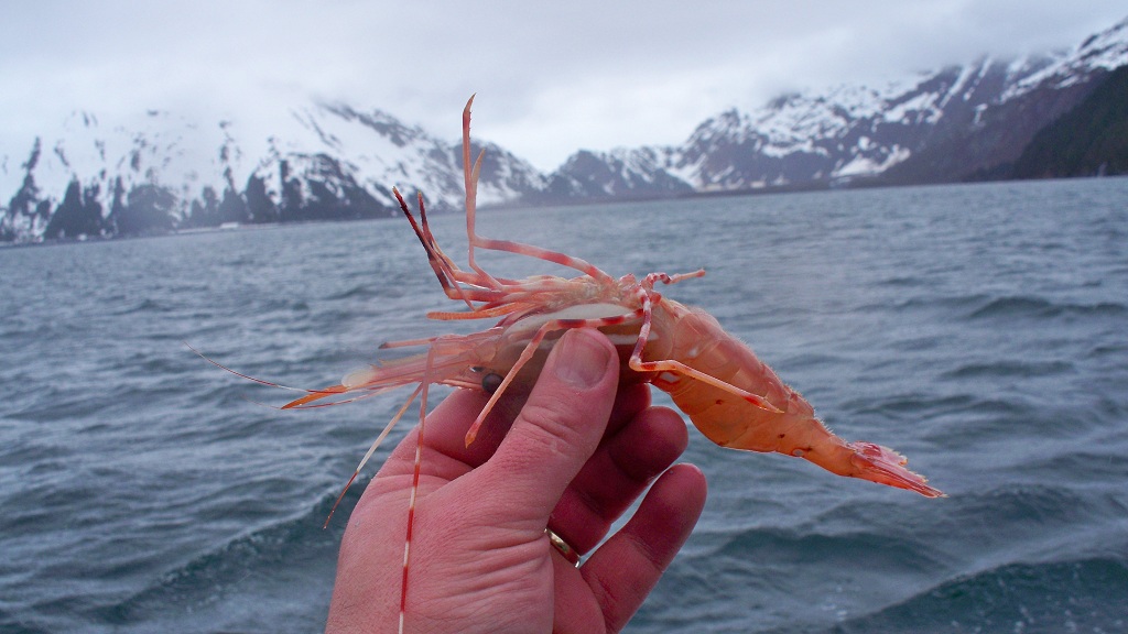 now THAT'S a Shrimp!