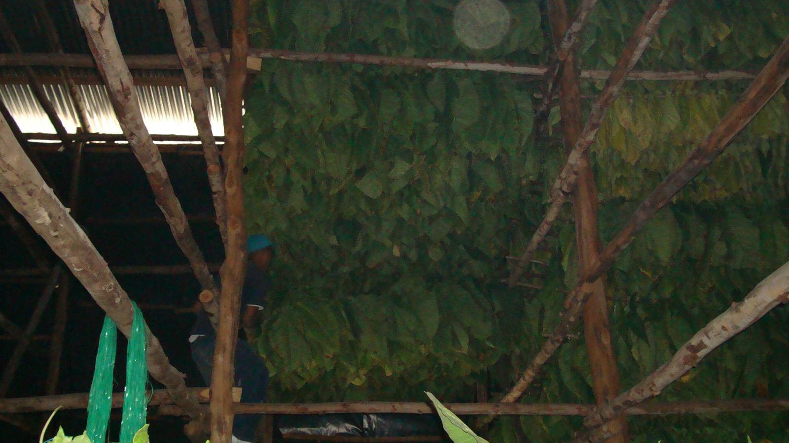 Once tied to the cuje, the tobacco is hoisted up in the air to dry in the barns