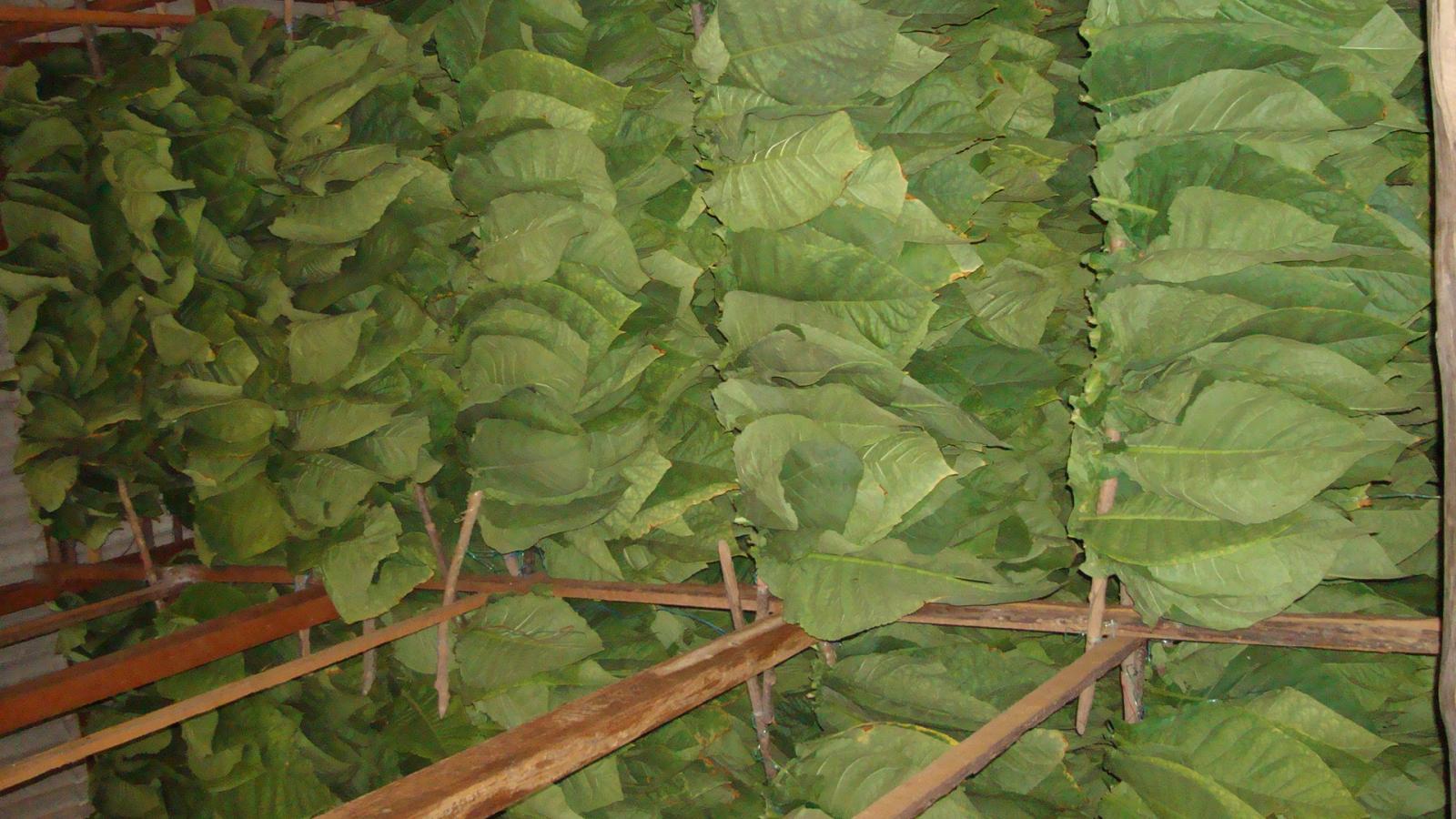 One of many barns with freshly hung tobacco leaves