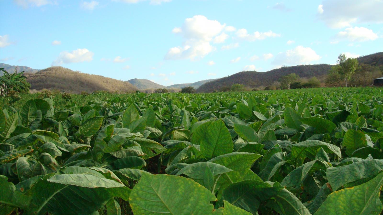 One of Padron's fields in Condega....a thing of beauty.