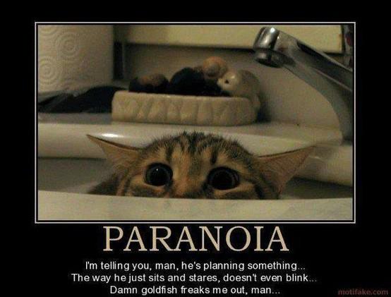 paranoid Cat