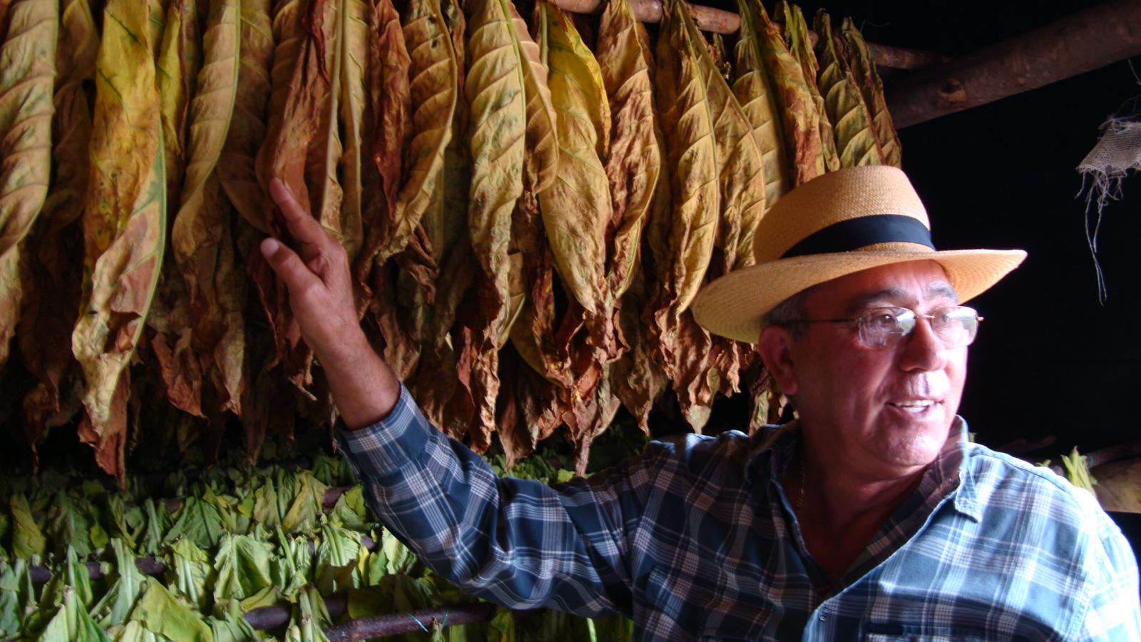 Pepin shows us some leaves during the drying process