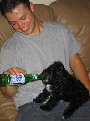 Phlicker with dog drinking