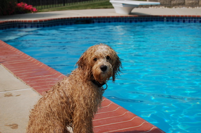 Phlicker's blonde dog wet