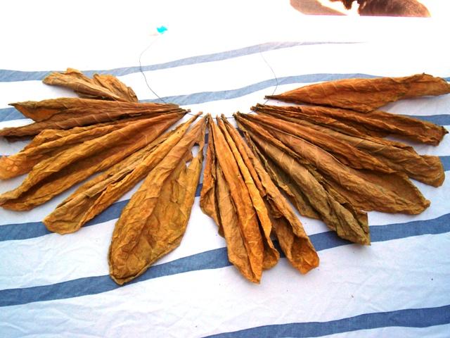 Pile cured and dried Florida Sumatra
