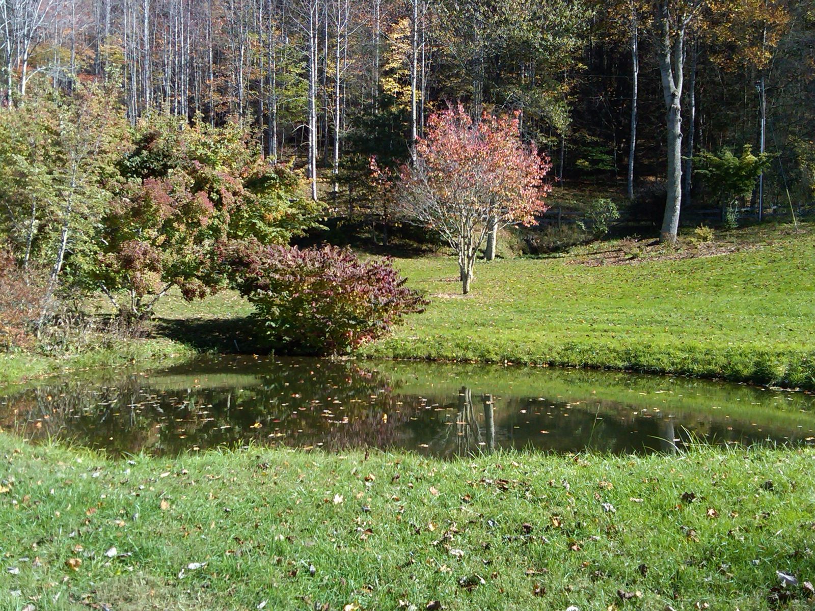 Pond In fall