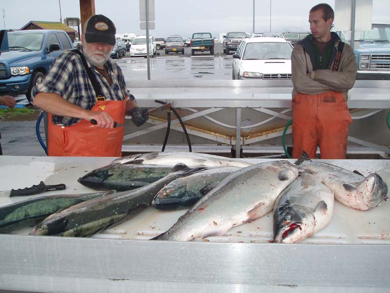 Preparing.to.Clean.and.Fillet.the.Salmon.jpg