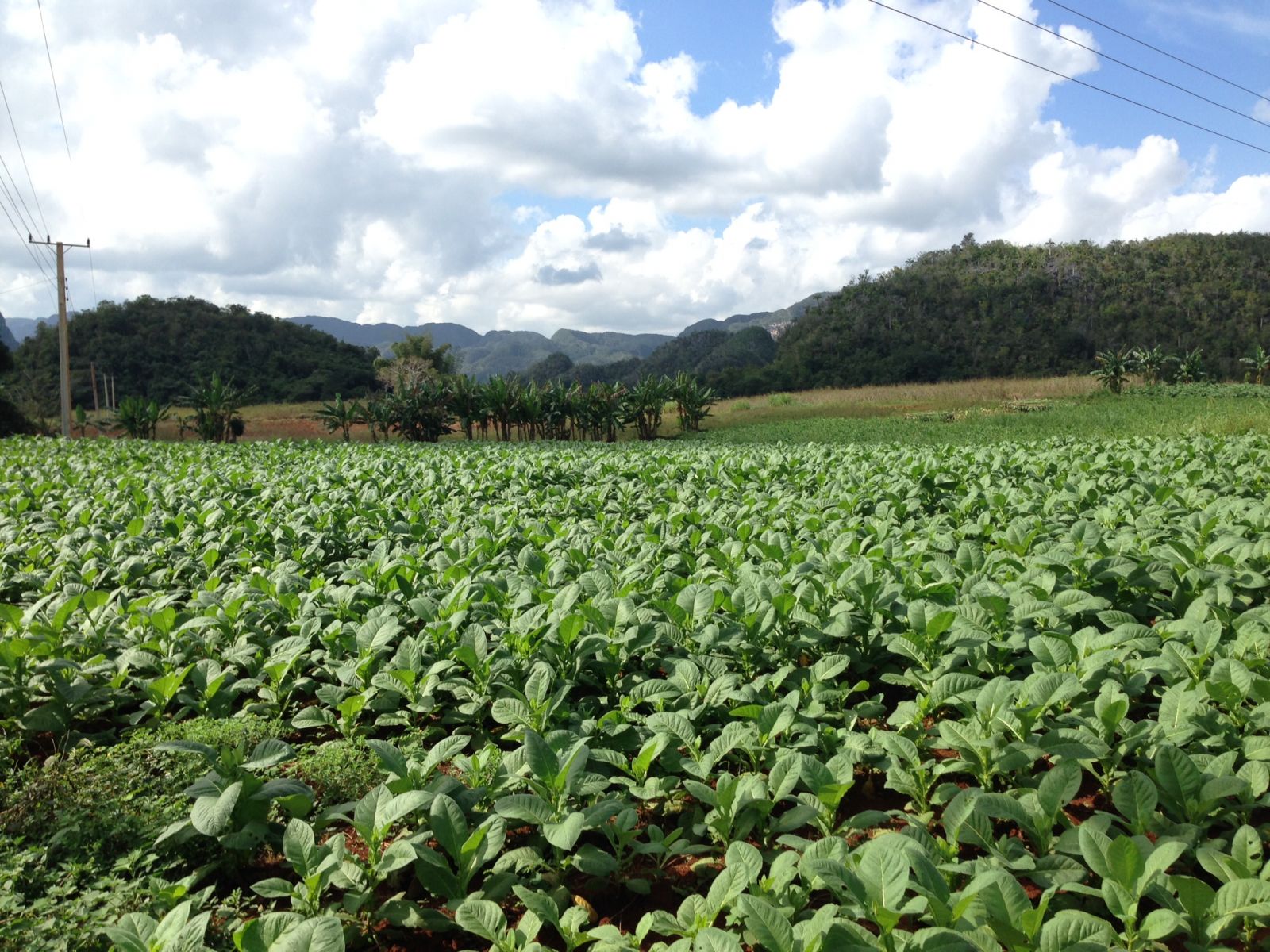 San Luis, Pinar del Rio... the MECCA of tobacco, producing the best leaves for the last 150 years. Vuelta Abajo Region