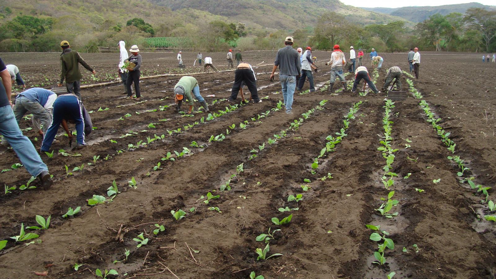 Seedlings being transplanted into the field