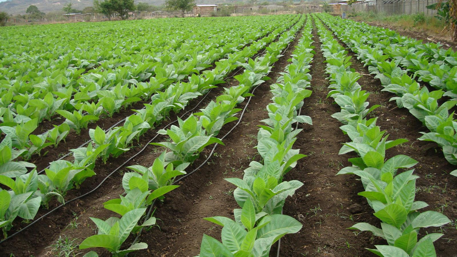 Since this field isn't too big, drip irrigation is used here.  The larger the field, the less cost effective it is.