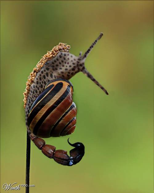 snail2.png