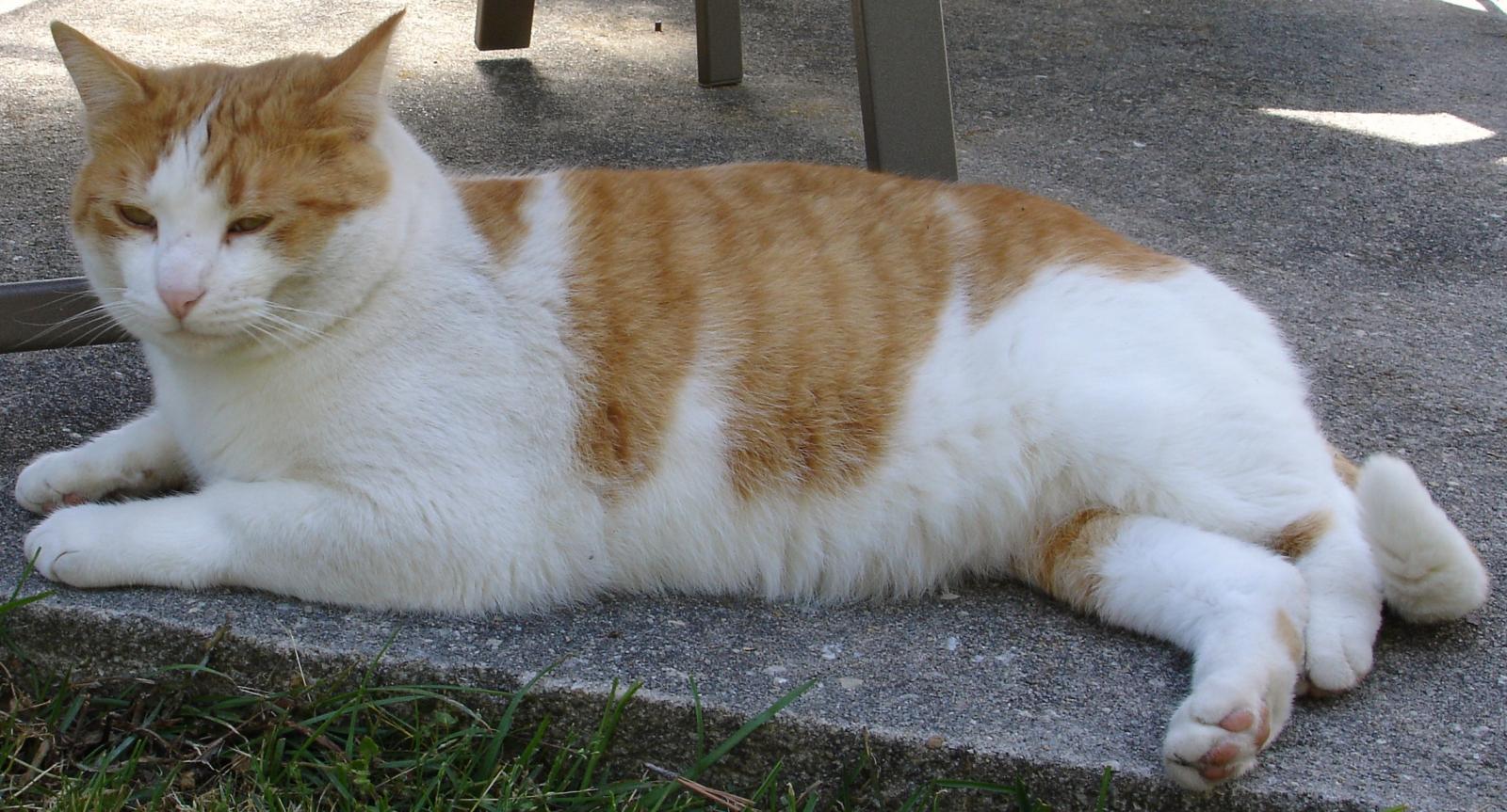Tinker the cat
