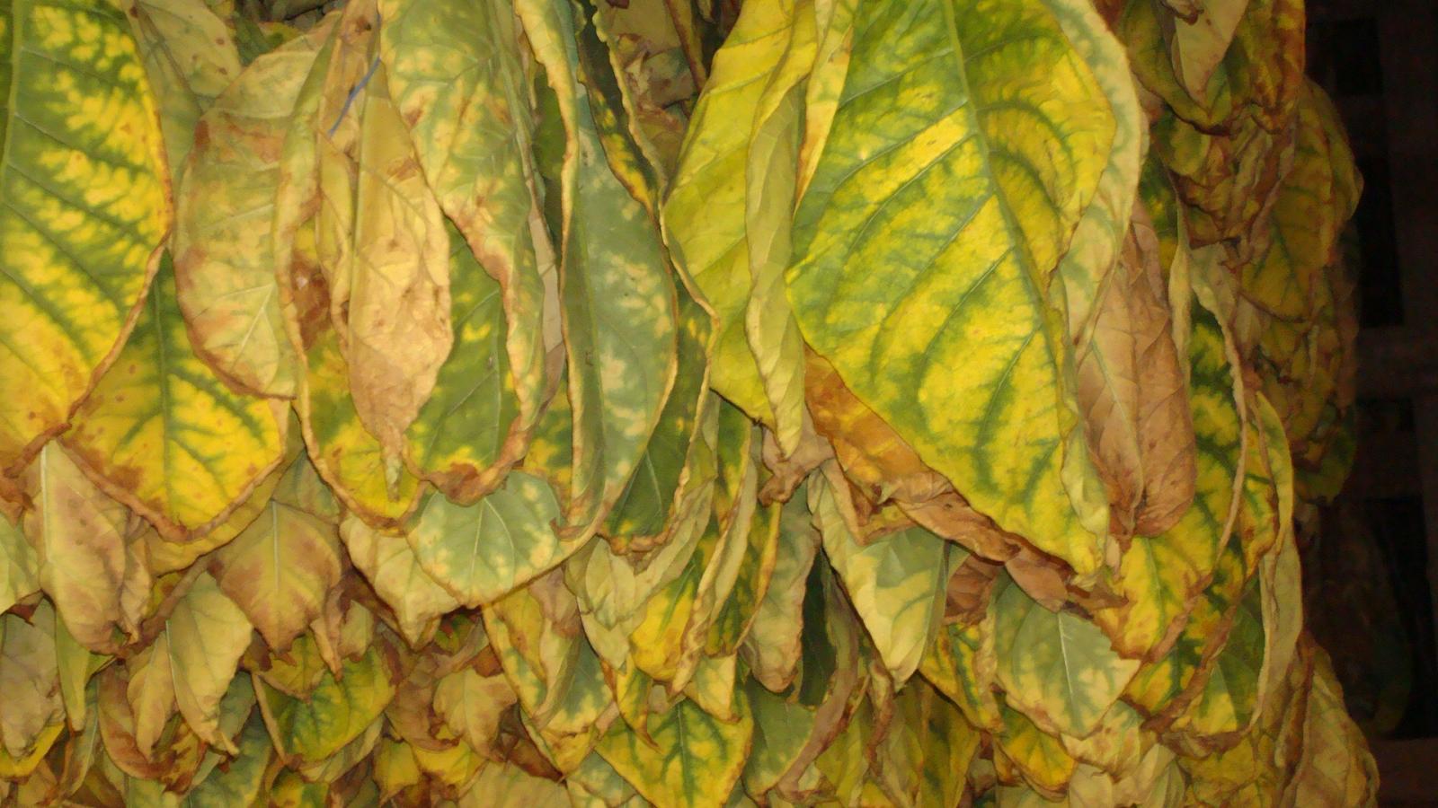 Tobacco in the drying barn going through the drying process