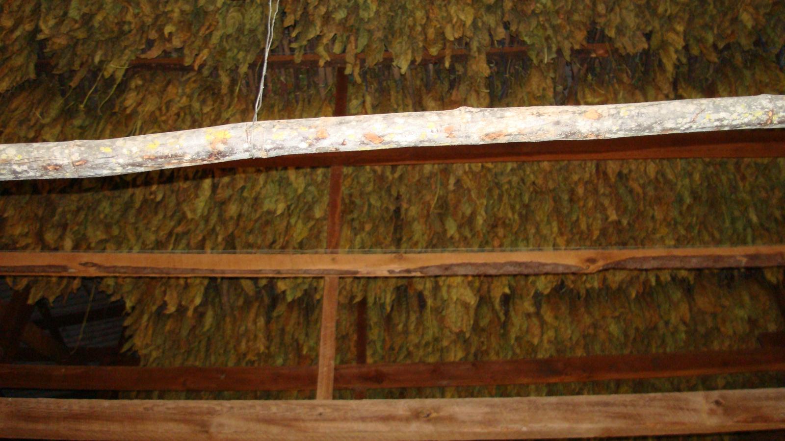 Tobacco that's almost done drying