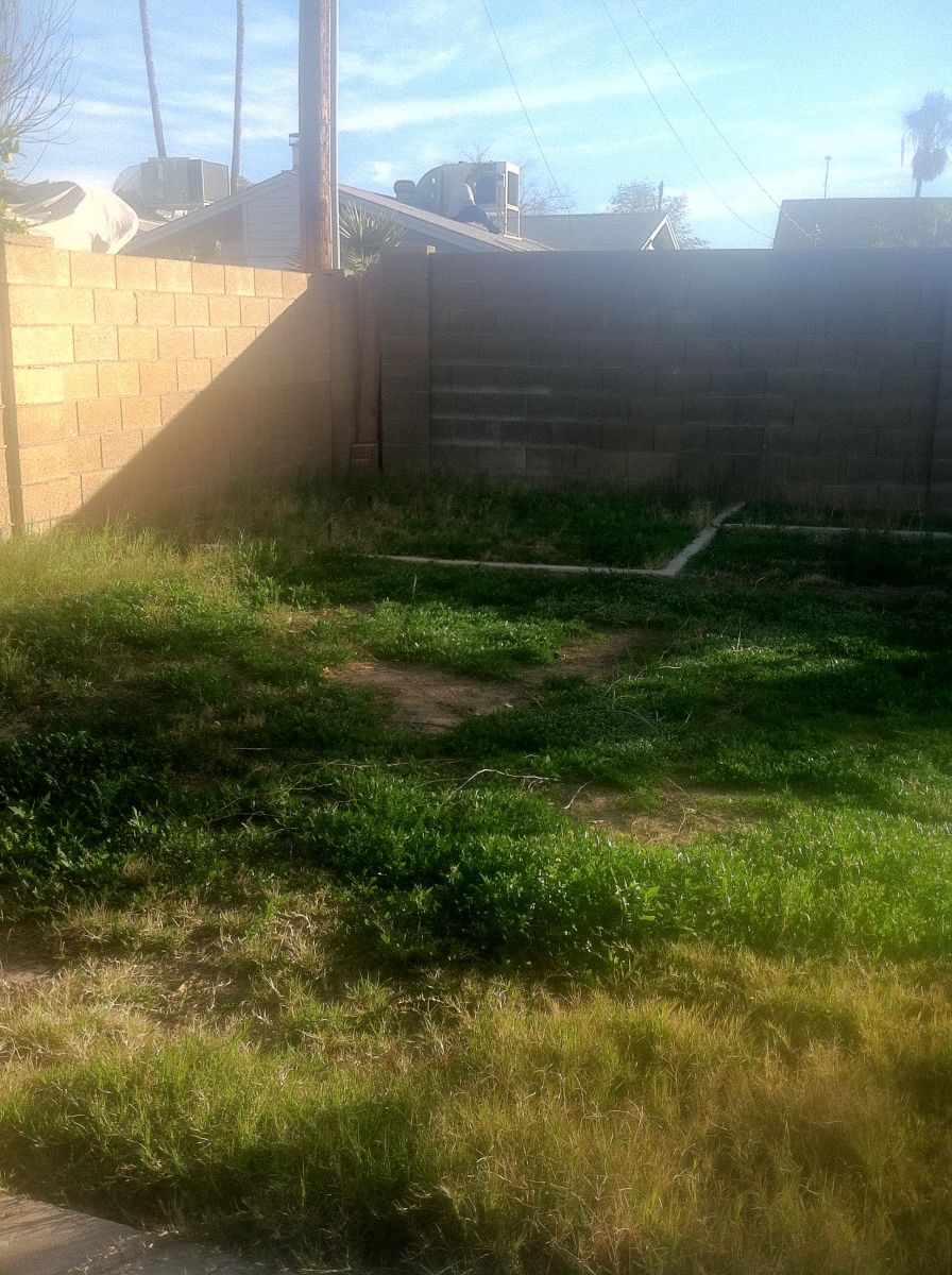 View of my un-trimmed back yard area from porch