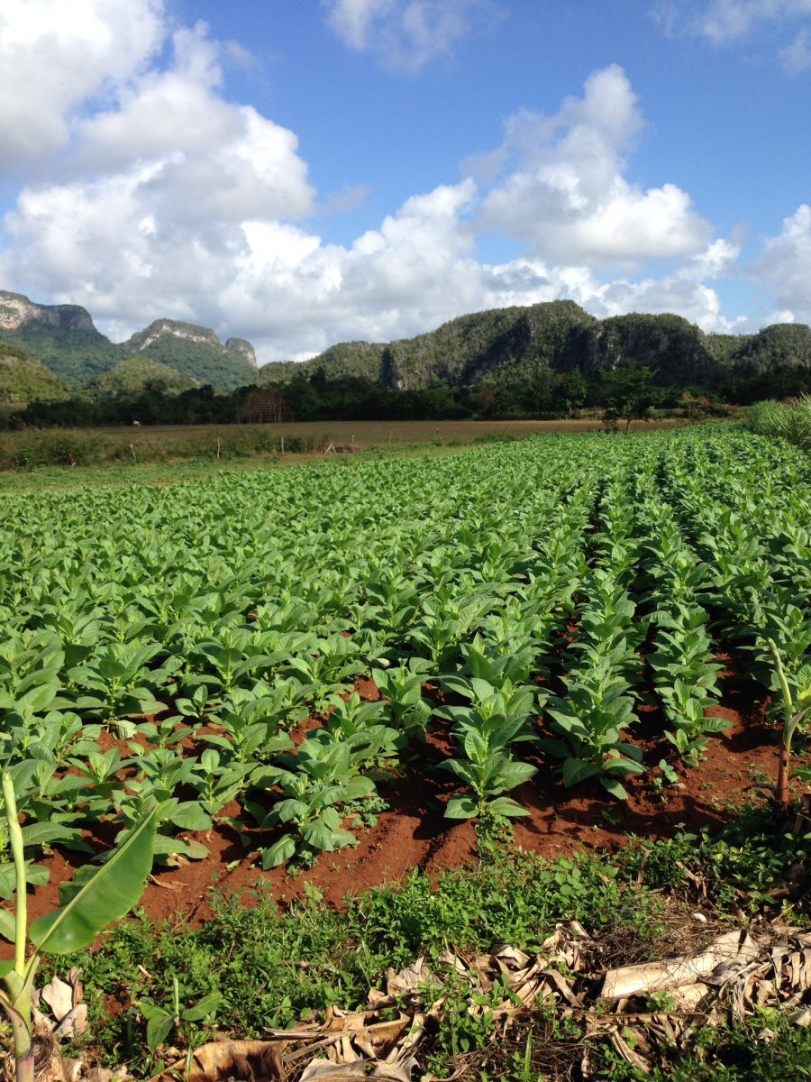 Vinales, Cuba
