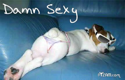 sexydog1.jpg