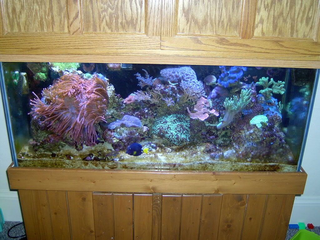 fishtank3-08002.jpg