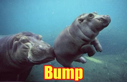 Bump.jpg