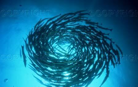 Barracudas.jpg