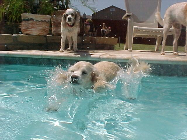 Maggie_in_the_pool.jpg