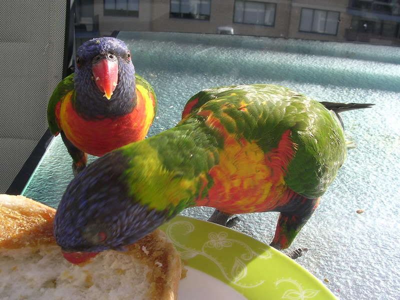 birdy.jpg