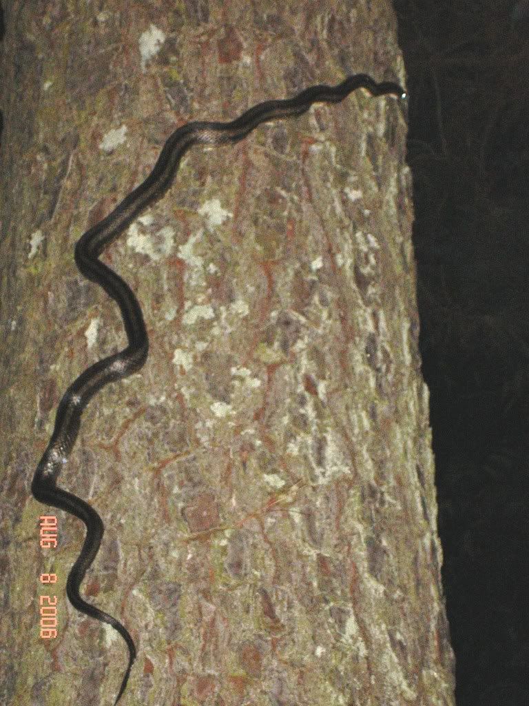 08-08-06Snake08.jpg