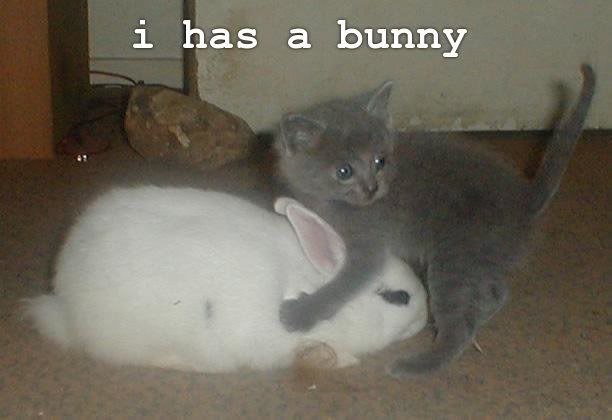 funny_cat_pictures_139-1.jpg