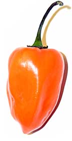 habanero-pepper-lg.jpg