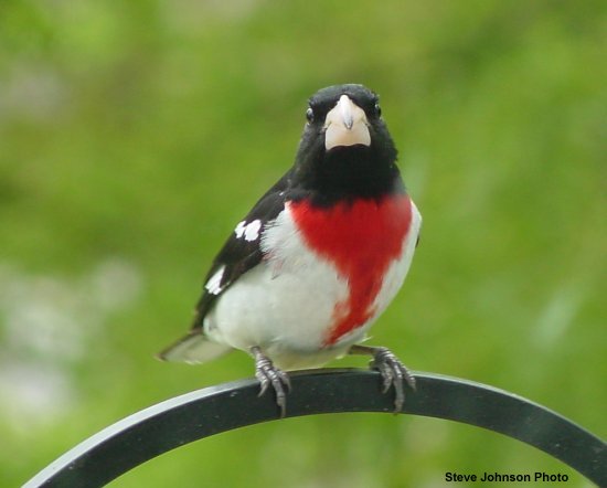 rose-breasted_grosbeak.jpg