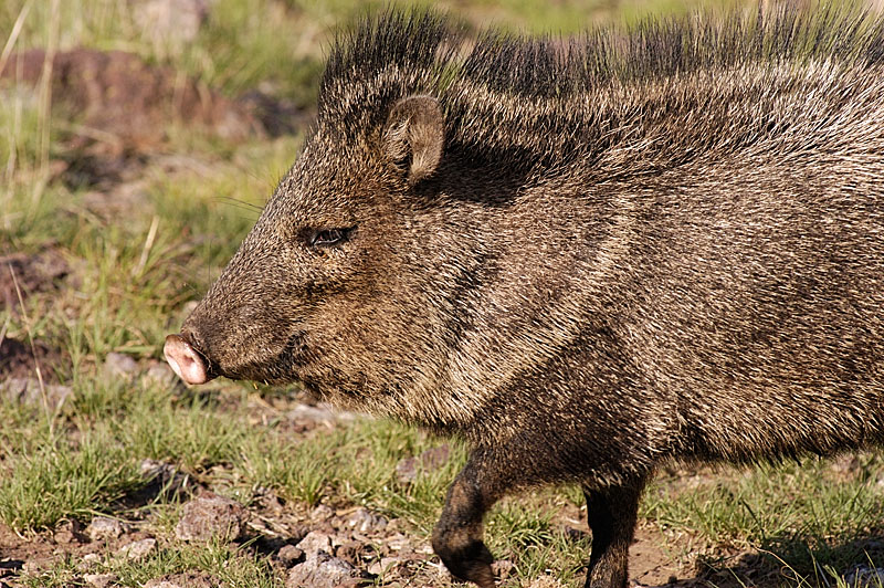 DSC_3231-javelina-close.jpg