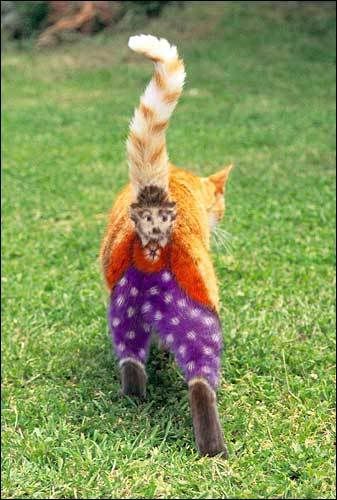 catass.jpg