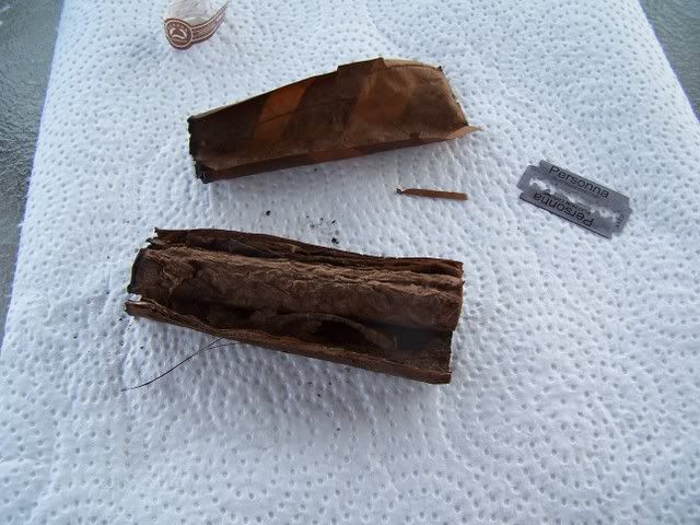PluggedPadron003.jpg