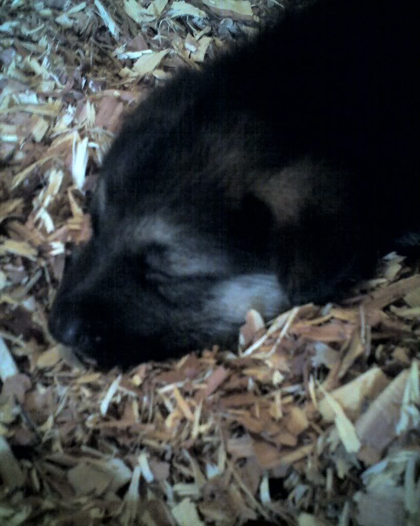 puppies2009.jpg