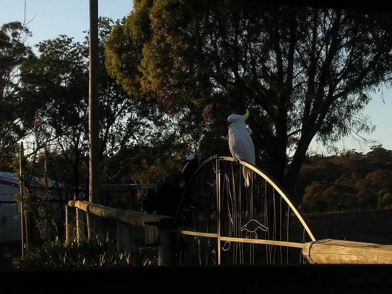 Cockatoo1.jpg