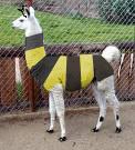 beellama.jpg