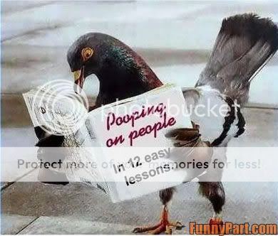 FunnyPart-com-pigeon.jpg