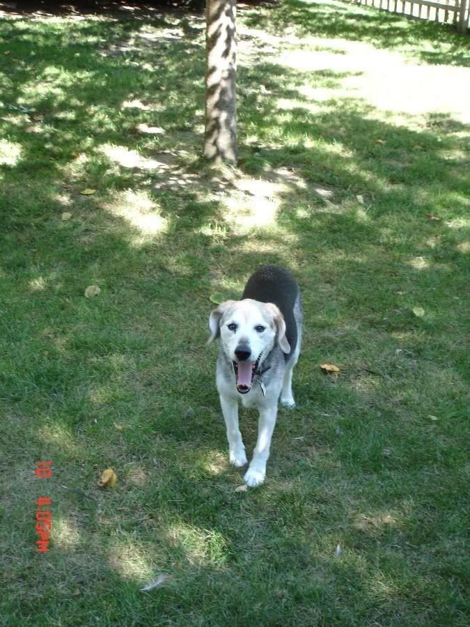 Doggy669resized.jpg
