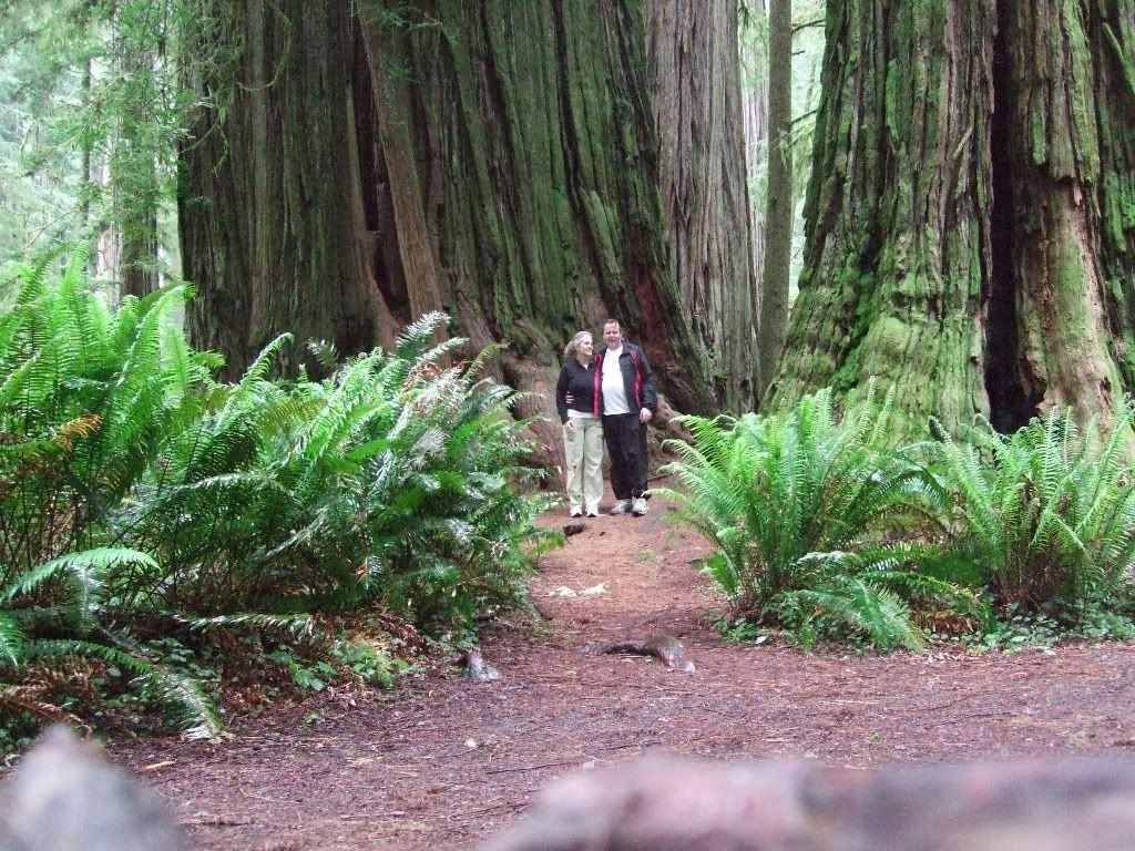 BigTrees1024.jpg