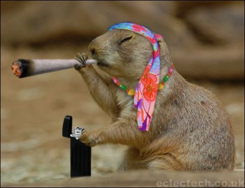 hippyprairiedog.jpg
