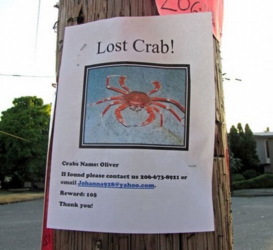 Most+Funny+Lost+%2526+Found+Pet+Signs.jpg