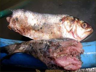 RottenFish.jpg