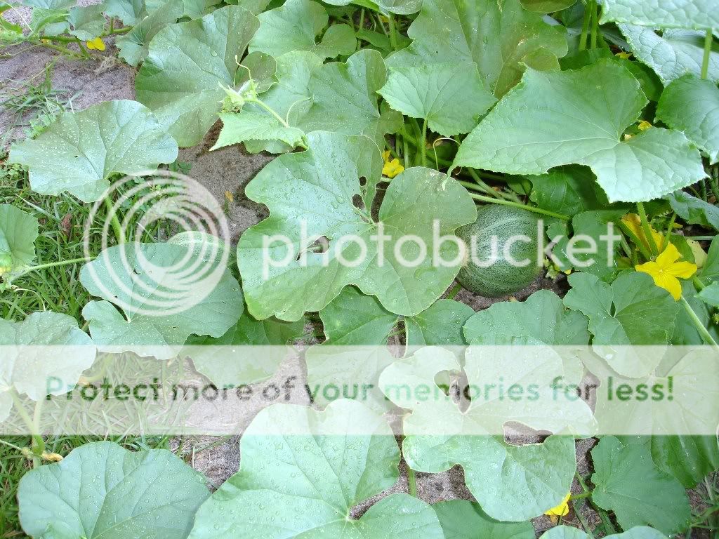 DSC08701.jpg