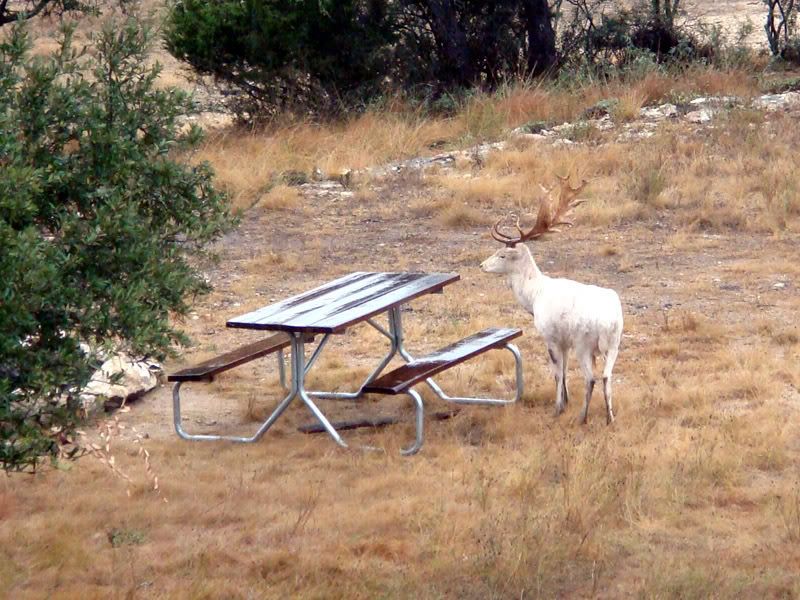 whiteelk002.jpg