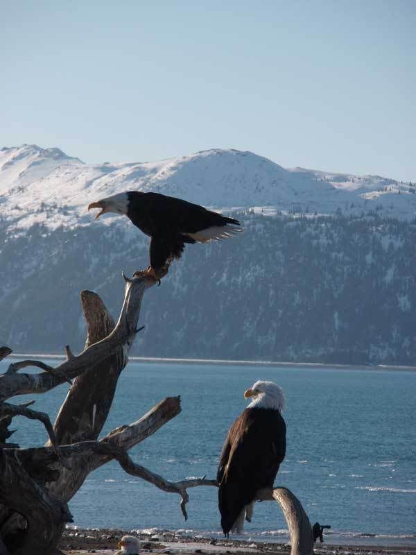 eagles.jpg