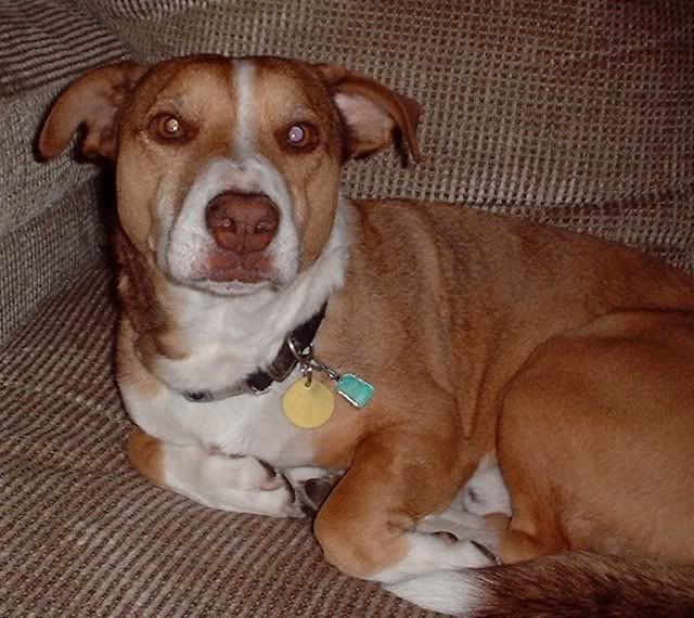 good-dog-henry2.jpg