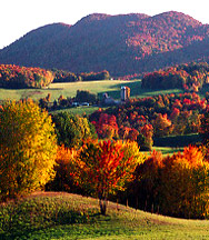 localinfo_foliage.jpg