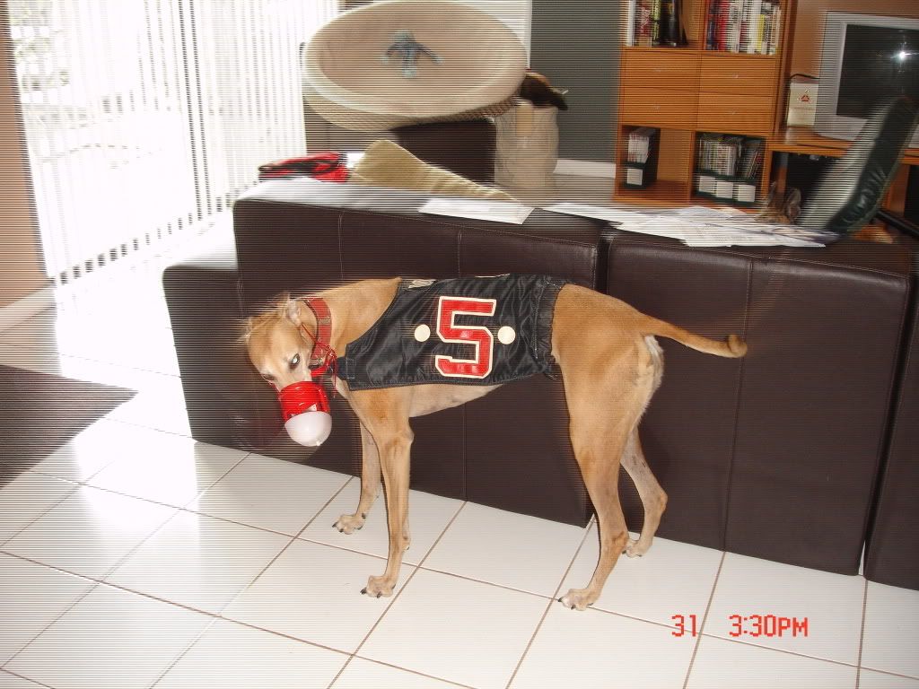 doggie126.jpg